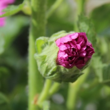 Stockrose (niedrig) Queeny Purple (Samen)