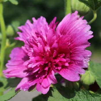 Stockrose (niedrig) Queeny Purple (Samen)
