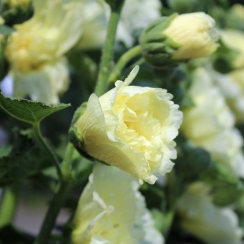 Stockrose (niedrig) Queeny Yellow (Samen)