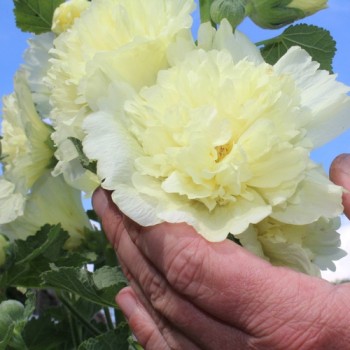 Stockrose (niedrig) Queeny Yellow (Samen)