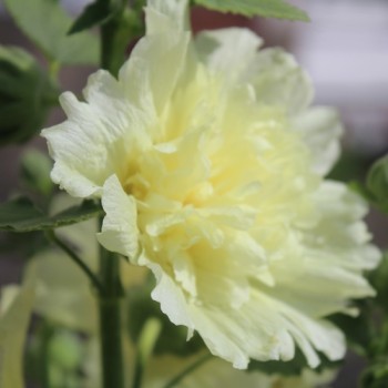 Stockrose (niedrig) Queeny Yellow (Samen)
