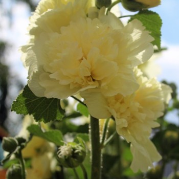Stockrose (niedrig) Queeny Yellow (Samen)