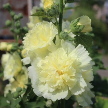 Stockrose (niedrig) Queeny Yellow (Samen)