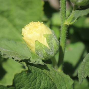 Stockrose (niedrig) Queeny Yellow (Samen)