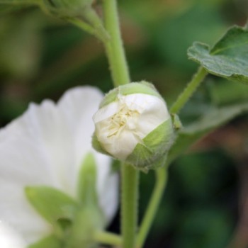 Stockrose Chater's White (Samen)