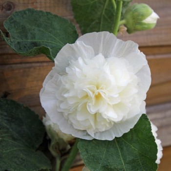 Stockrose Chater's White (Samen)