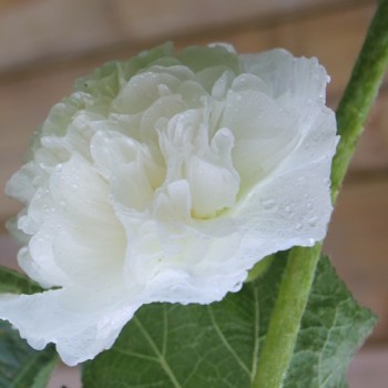 Stockrose gefüllt Mischung (Samen)