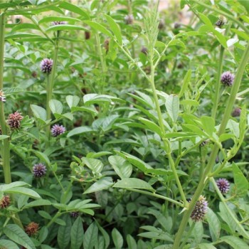 Lakritze - Süßholz (Samen)