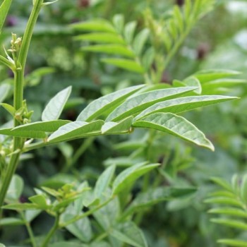 Lakritze - Süßholz (Samen)