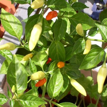 Chili Tabasco (Schärfe 8) (Samen)