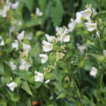Tagblume White (Samen)