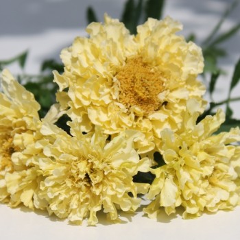 Tagetes Albatros (Samen)
