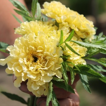 Tagetes Albatros (Samen)