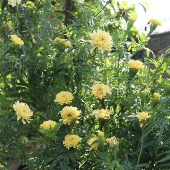 Tagetes Albatros (Samen)