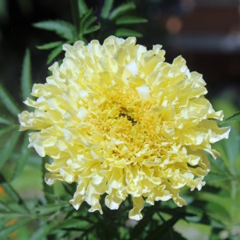 Tagetes Albatros (Samen)