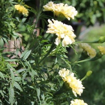 Tagetes Albatros (Samen)