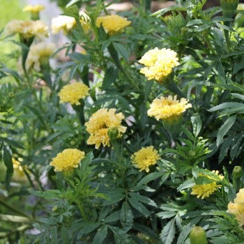 Tagetes Albatros (Samen)