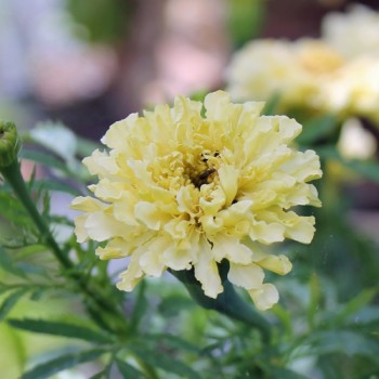 Tagetes Albatros (Samen)