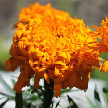 Tagetes Fantastic Orange (Samen)