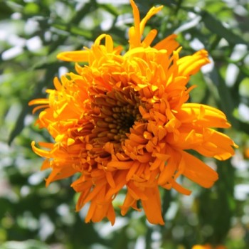 Tagetes Fantastic Orange (Samen)