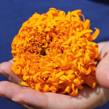 Tagetes Fantastic Orange (Samen)