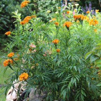 Tagetes Fantastic Orange (Samen)