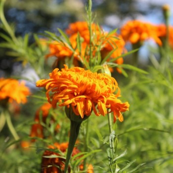 Tagetes Fantastic Orange (Samen)