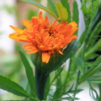 Tagetes Fantastic Orange (Samen)