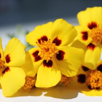 Tagetes Legion of Honor (Samen)