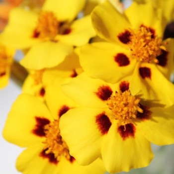 Tagetes Legion of Honor (Samen)