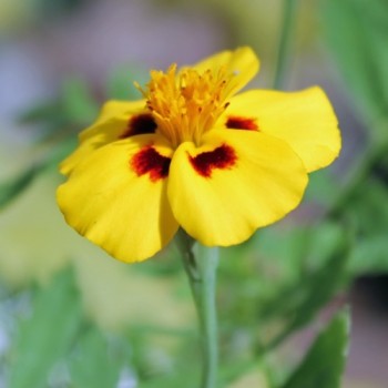 Tagetes Legion of Honor (Samen)