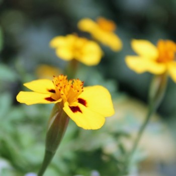 Tagetes Legion of Honor (Samen)