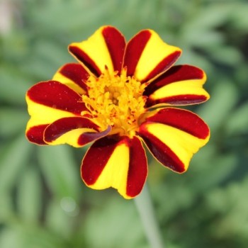 Tagetes Mr. Majestic (Samen)