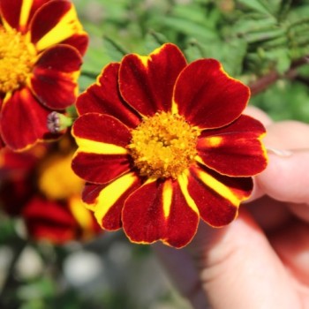 Tagetes Mr. Majestic (Samen)