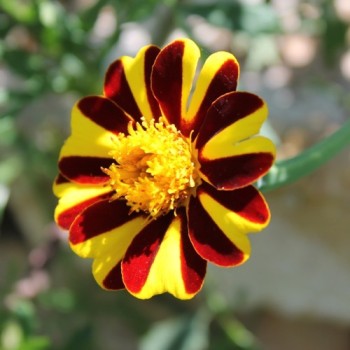 Tagetes Mr. Majestic (Samen)