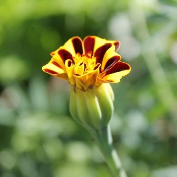 Tagetes Mr. Majestic (Samen)