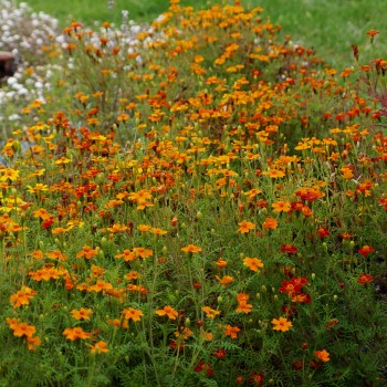 Gewürztagetes Mischung (Samen)