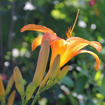 Taglilie orange (Pflanze)