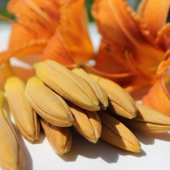 Taglilie orange (Pflanze)
