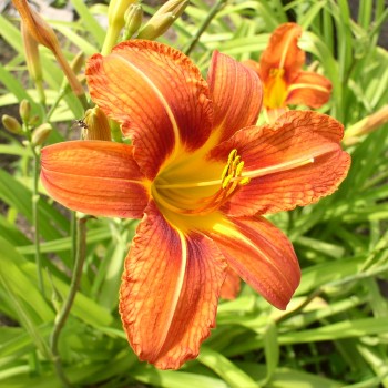 Taglilie orange (Pflanze)