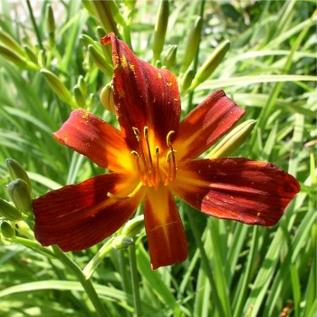 Taglilie rot (Pflanze)