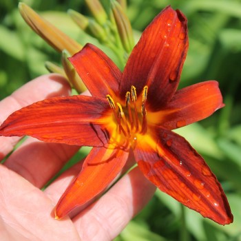 Taglilie rot (Pflanze)