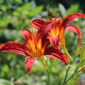 Taglilie rot (Pflanze)