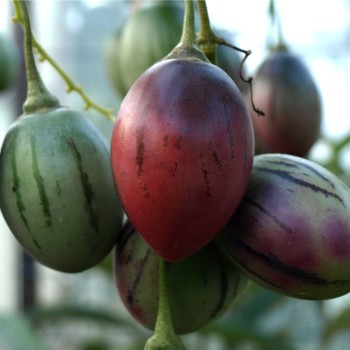 Tamarillo - Baumtomate rot (Samen)
