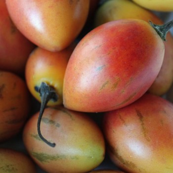 Tamarillo - Baumtomate orange (Samen)