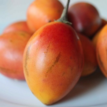 Tamarillo - Baumtomate orange (Samen)