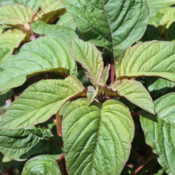 Amaranth Tarahumara Okite (Samen)