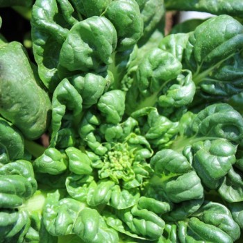 Tatsoi Tama (Samen)
