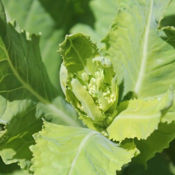 Blattkohl Tausendköpfiger Kohl (Samen)