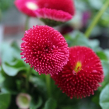 Tausendschönchen Red Ball (Samen)